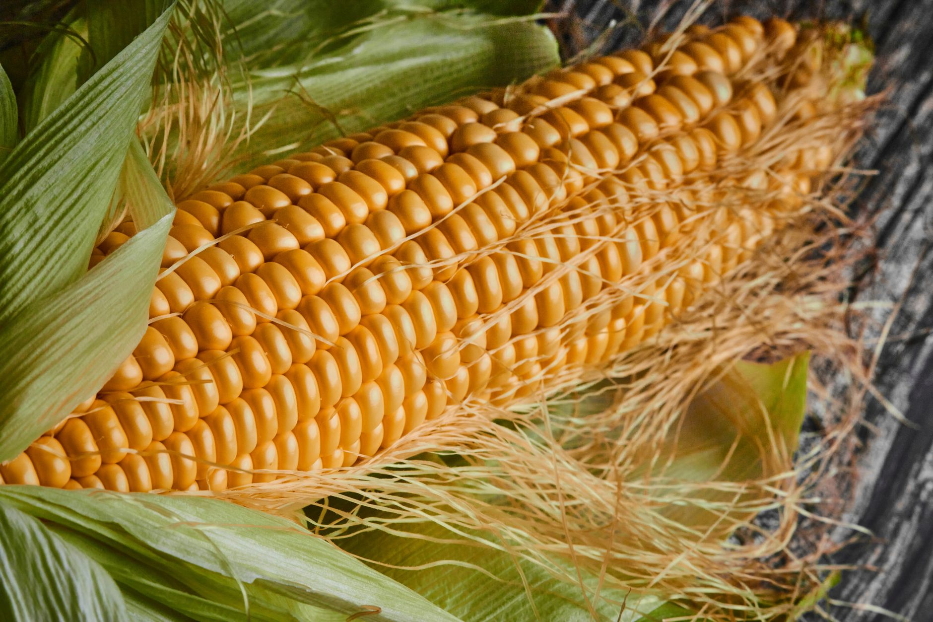 corn photograph for this story