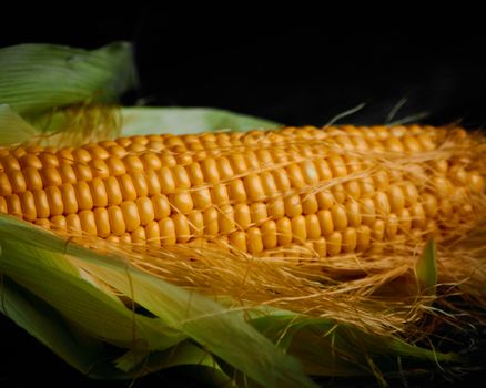 Close-Up Shot of a Corn
