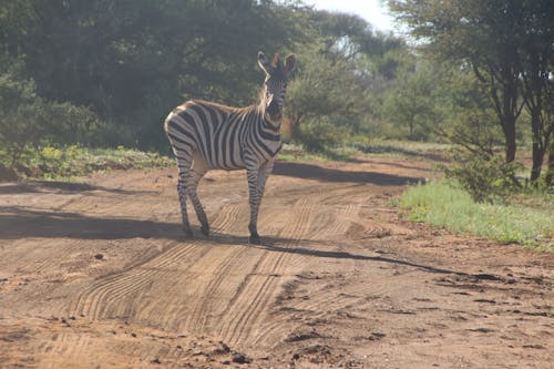 Free Photo of Zebra on Dirt Road Stock Photo