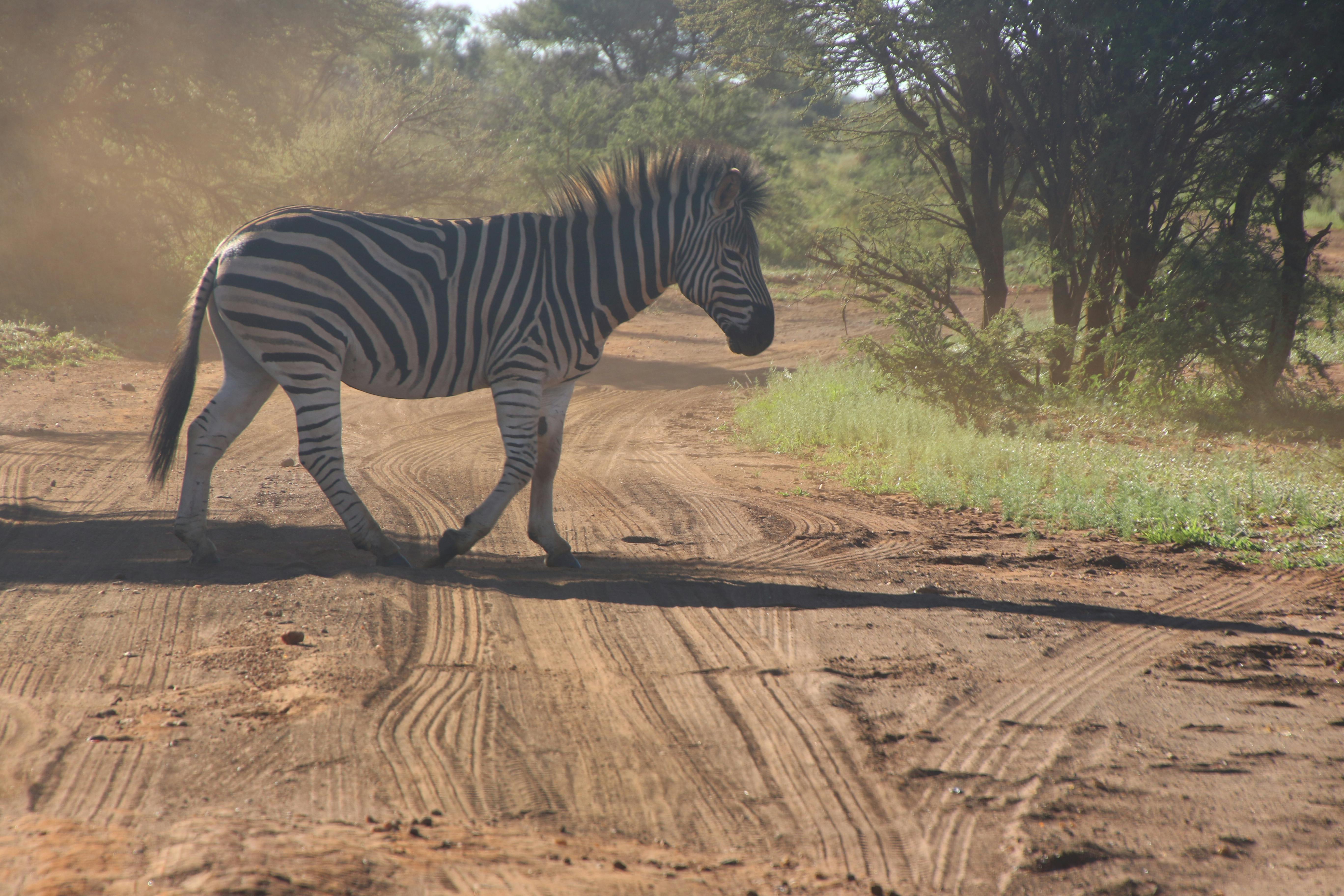 Photo of Zebra Crossing on Dirt Road · Free Stock Photo