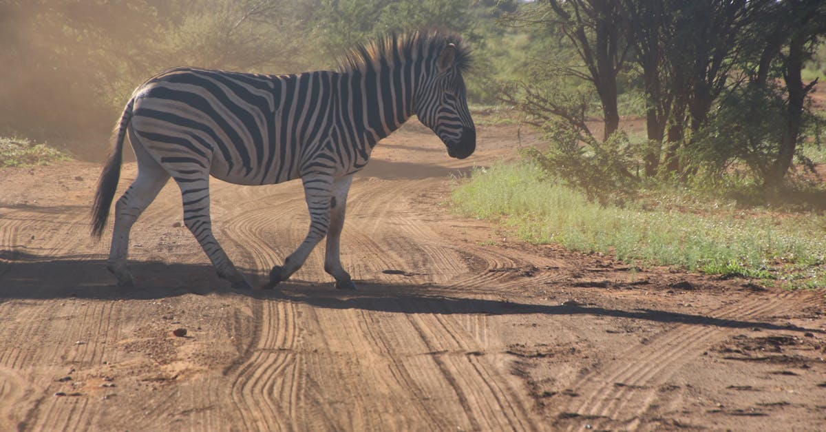 Photo of Zebra Crossing on Dirt Road