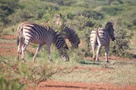 在野生稀树草原上，斑马在灌木和草的环绕中吃草