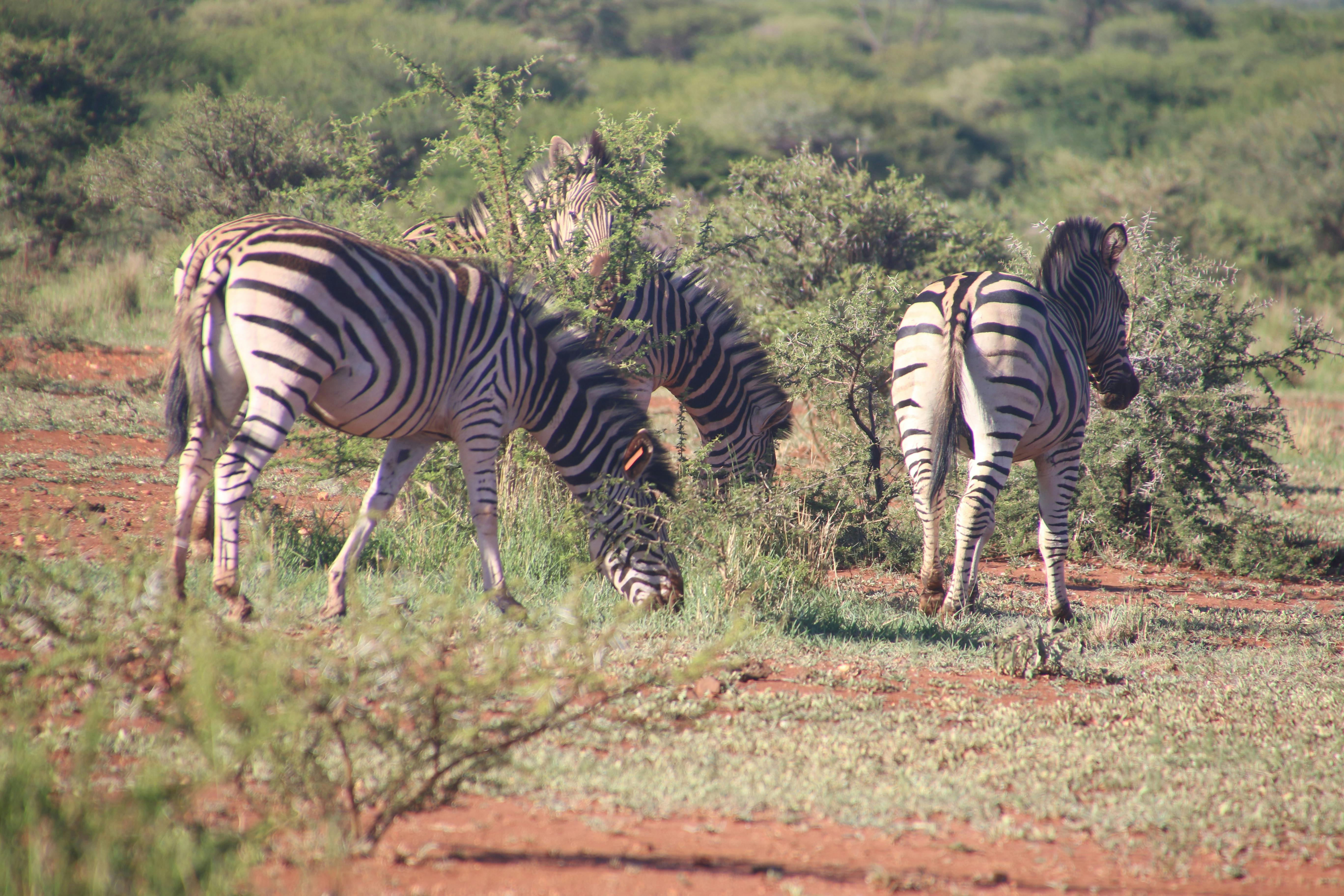 Herd of Zebras Eating Grass · Free Stock Photo