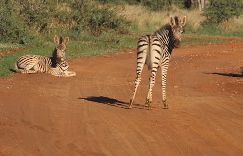 Fotografia De Duas Zebras Na Estrada