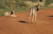 在狩猎环境中，一只斑马在休息，另一只站在土路上