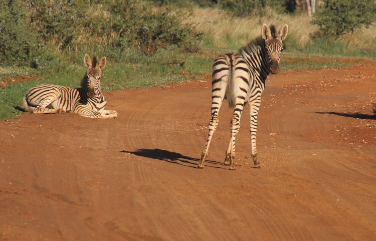 Photography Of Two Zebras On Road