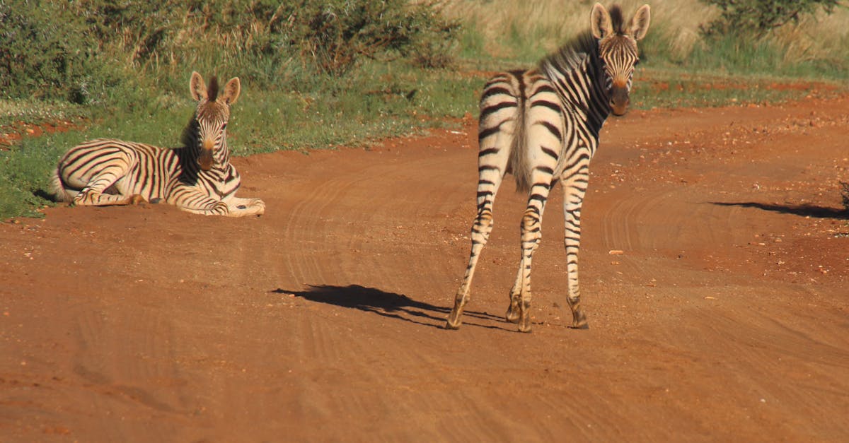 Photography of Two Zebras on Road