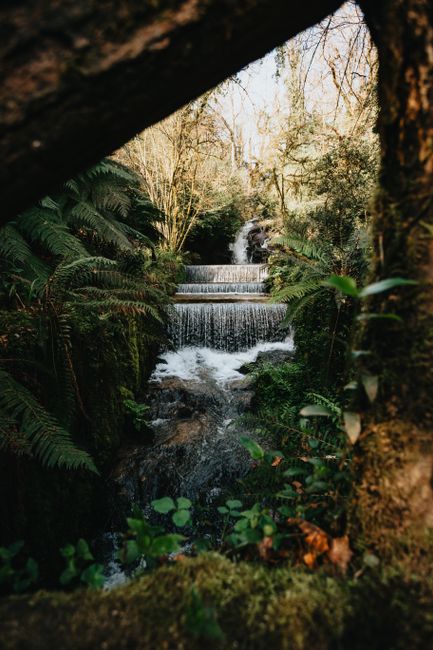 Tranquil waterfall cascading through a lush forest, surrounded by vibrant ferns and greenery.