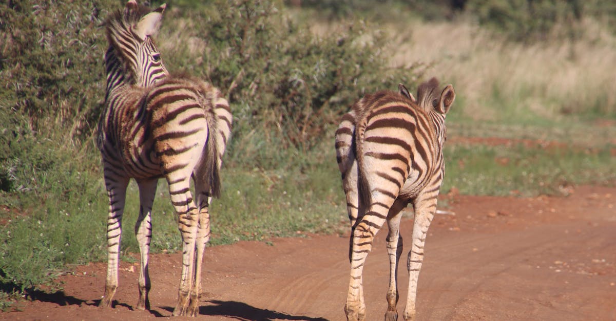 Free stock photo of animals, babies, baby zebras