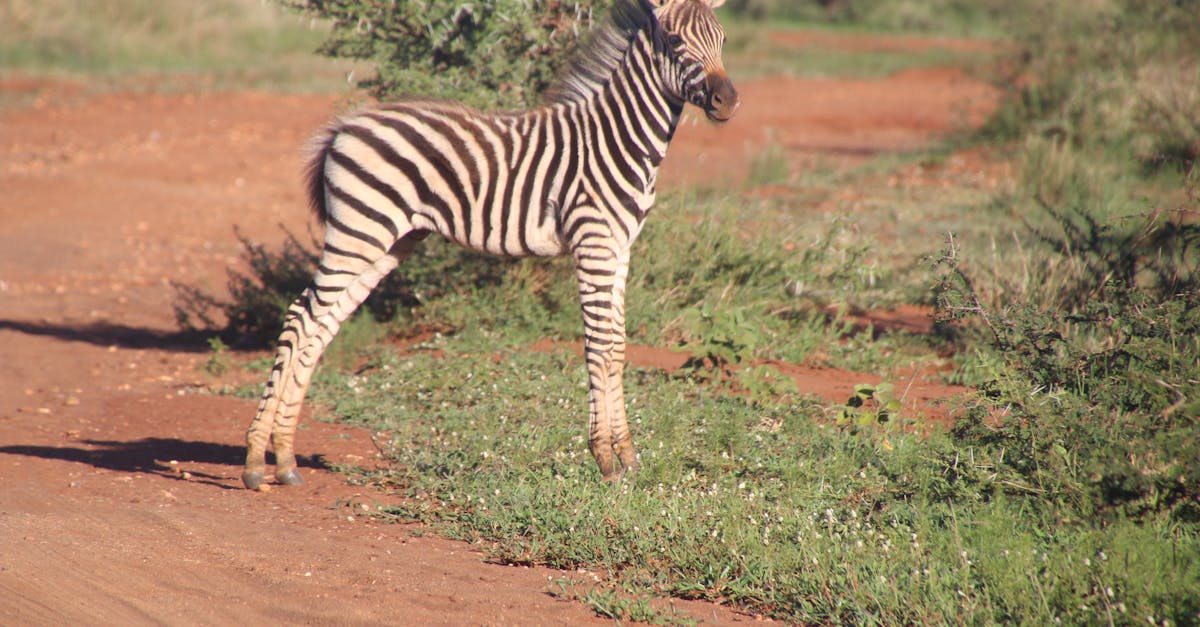 Free stock photo of animals, babies, baby zebras