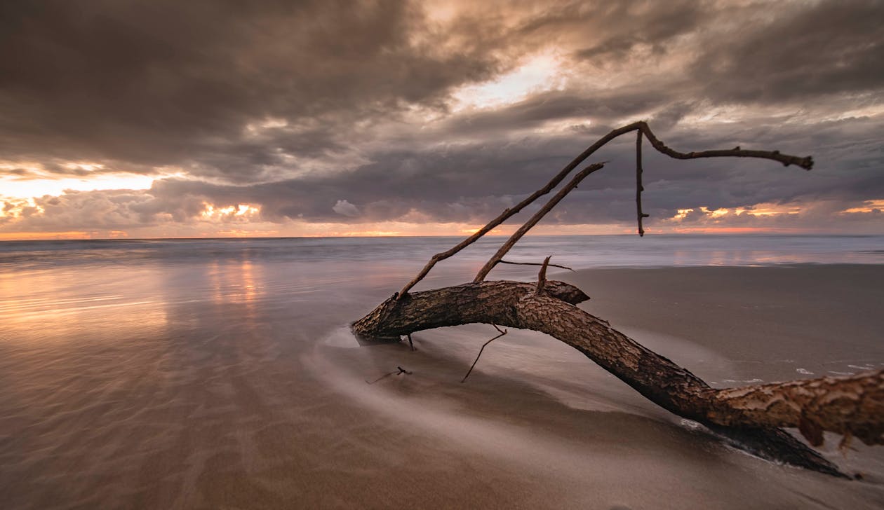 Picturesque scenery of sandy beach with dry tree with branches washing by calm sea under cloudy sky at sunset