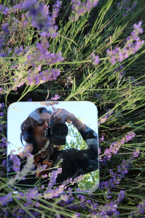 Foto stok gratis berfoto, bunga ungu, cermin