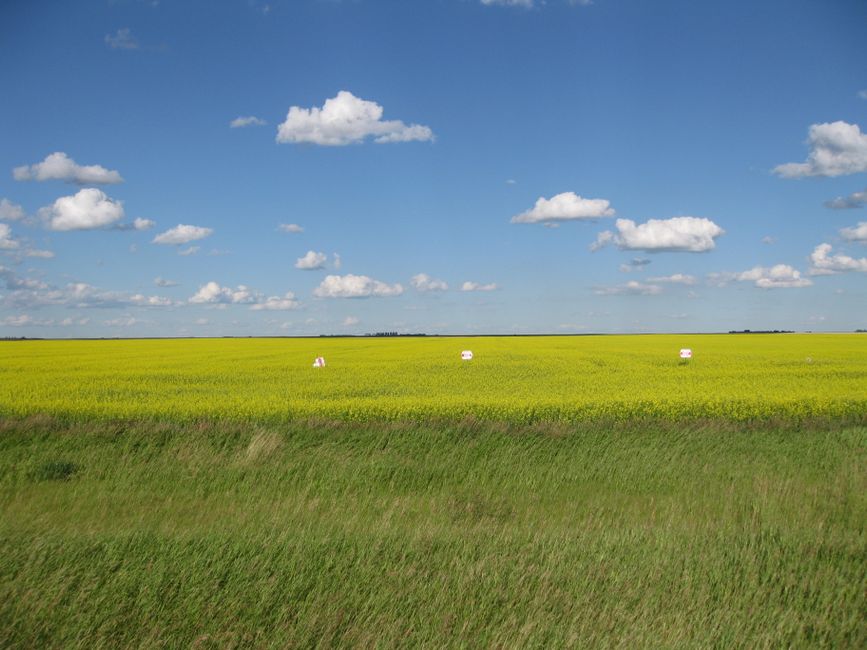 Saskatchewan Drug Discovery Could Revolutionize Cattle Breeding Worldwide