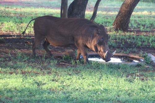 무료 멧돼지의 사진 스톡 사진