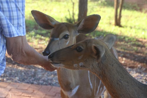 Free Photo of Person Feeding Two Deers Stock Photo