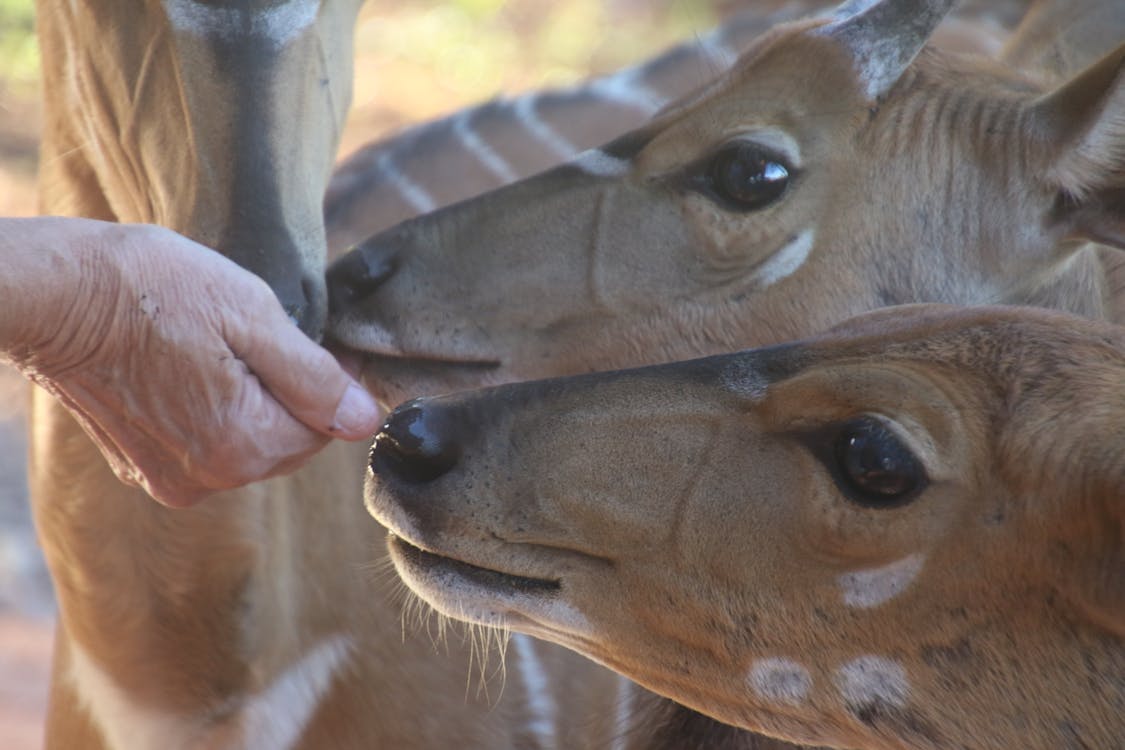Close-Up Photo of Person Feeding Brown Deer