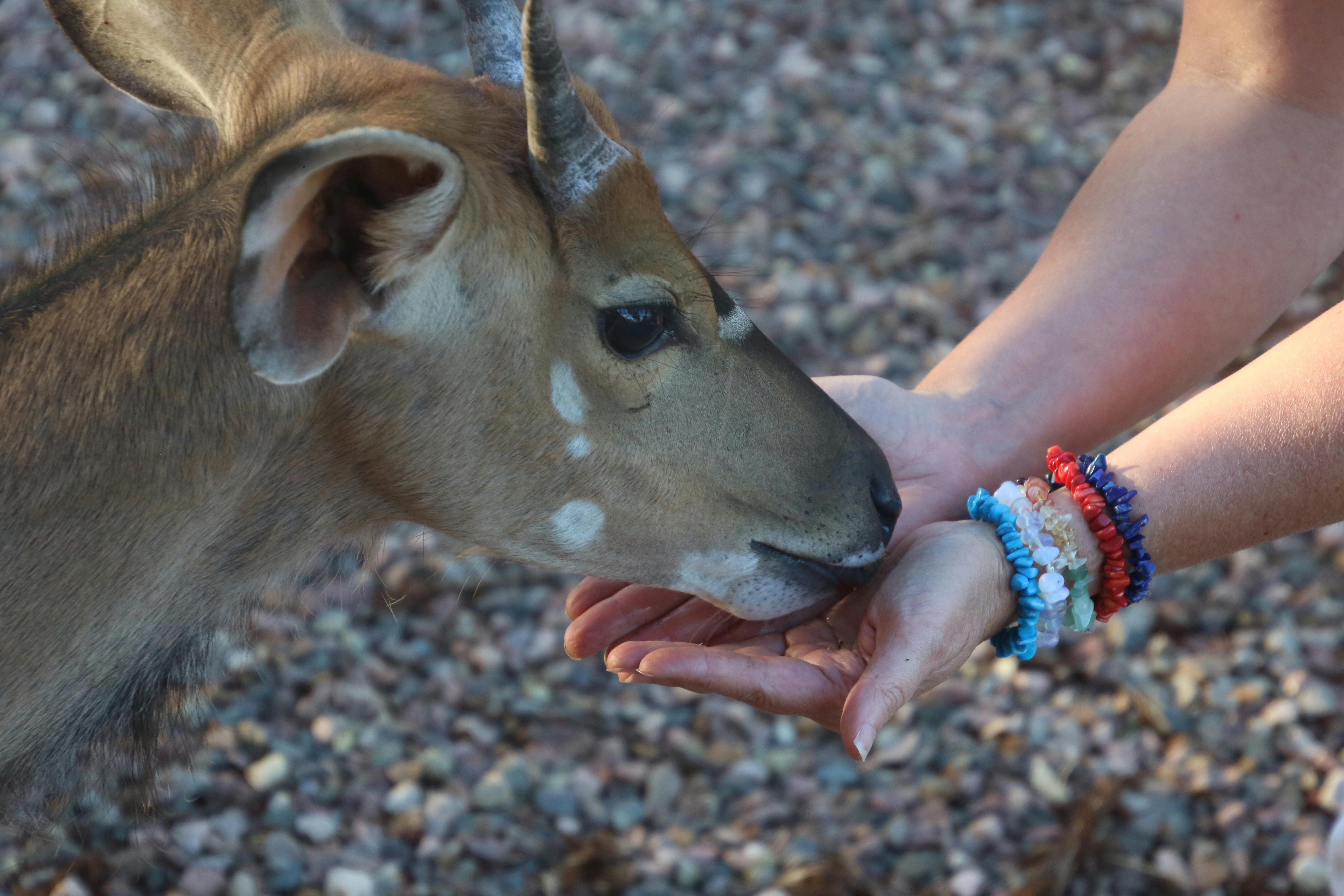 brown goat