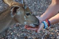 Brown Goat