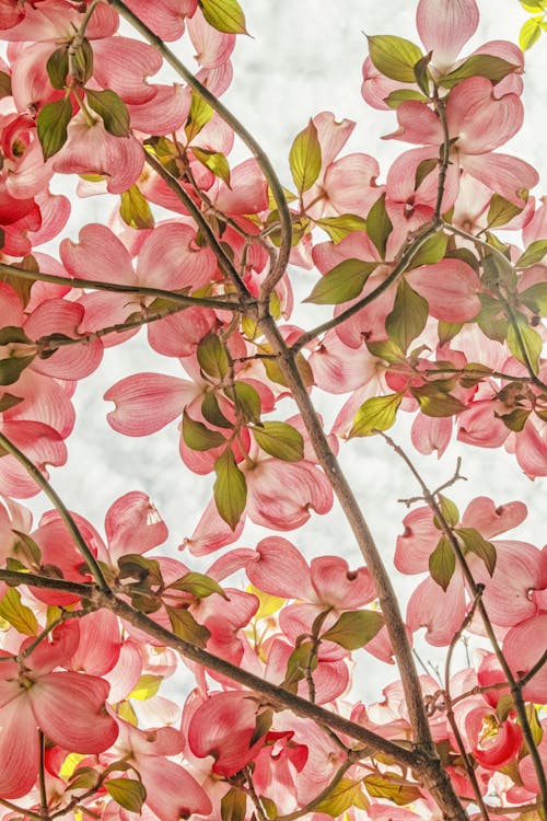 Close-up Shot of Pink Dogwood Flowers in Bloom