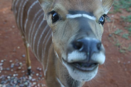 免费 棕色和白色的条纹鹿的特写摄影 素材图片
