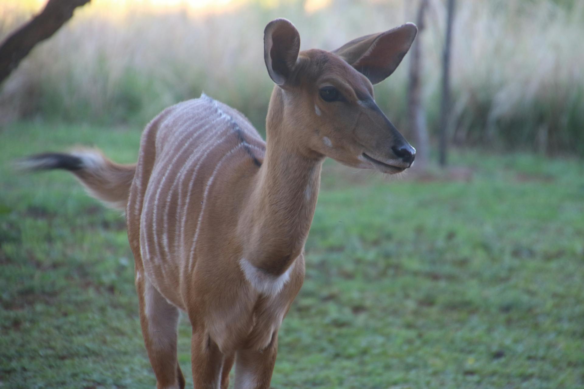 Photo of a Deer