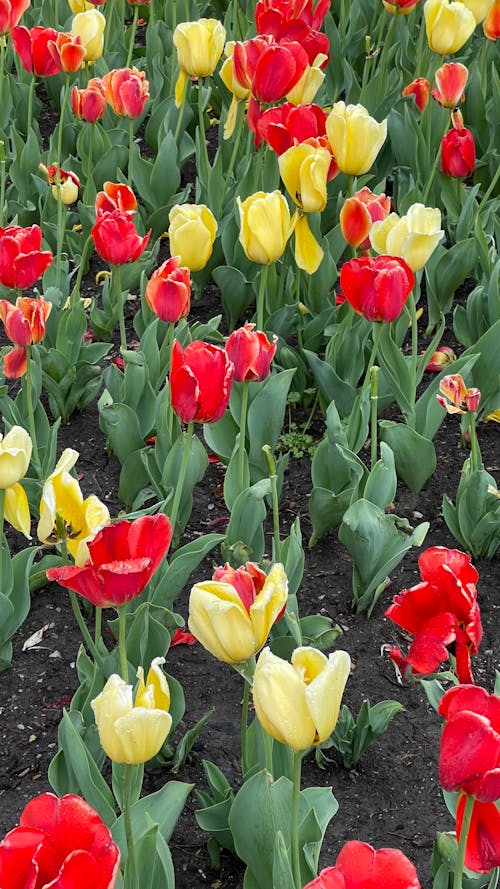 Yellow and Red Tulips in Bloom