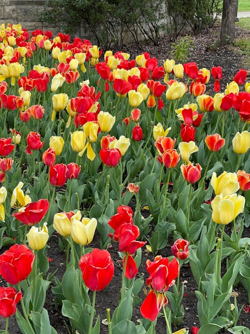 Free Yellow and Red Tulips in Bloom Stock Photo