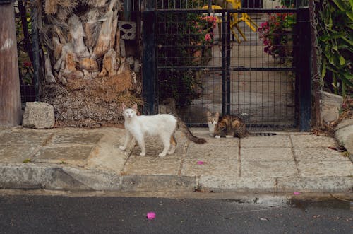 무료 검은 금속 게이트 근처의 짧은 털 흰색과 갈색 고양이 두 마리 스톡 사진