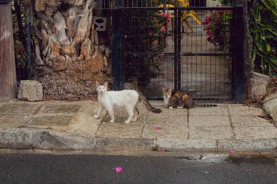 Two Short-fur White and Brown Cats Near Black Metal Gate