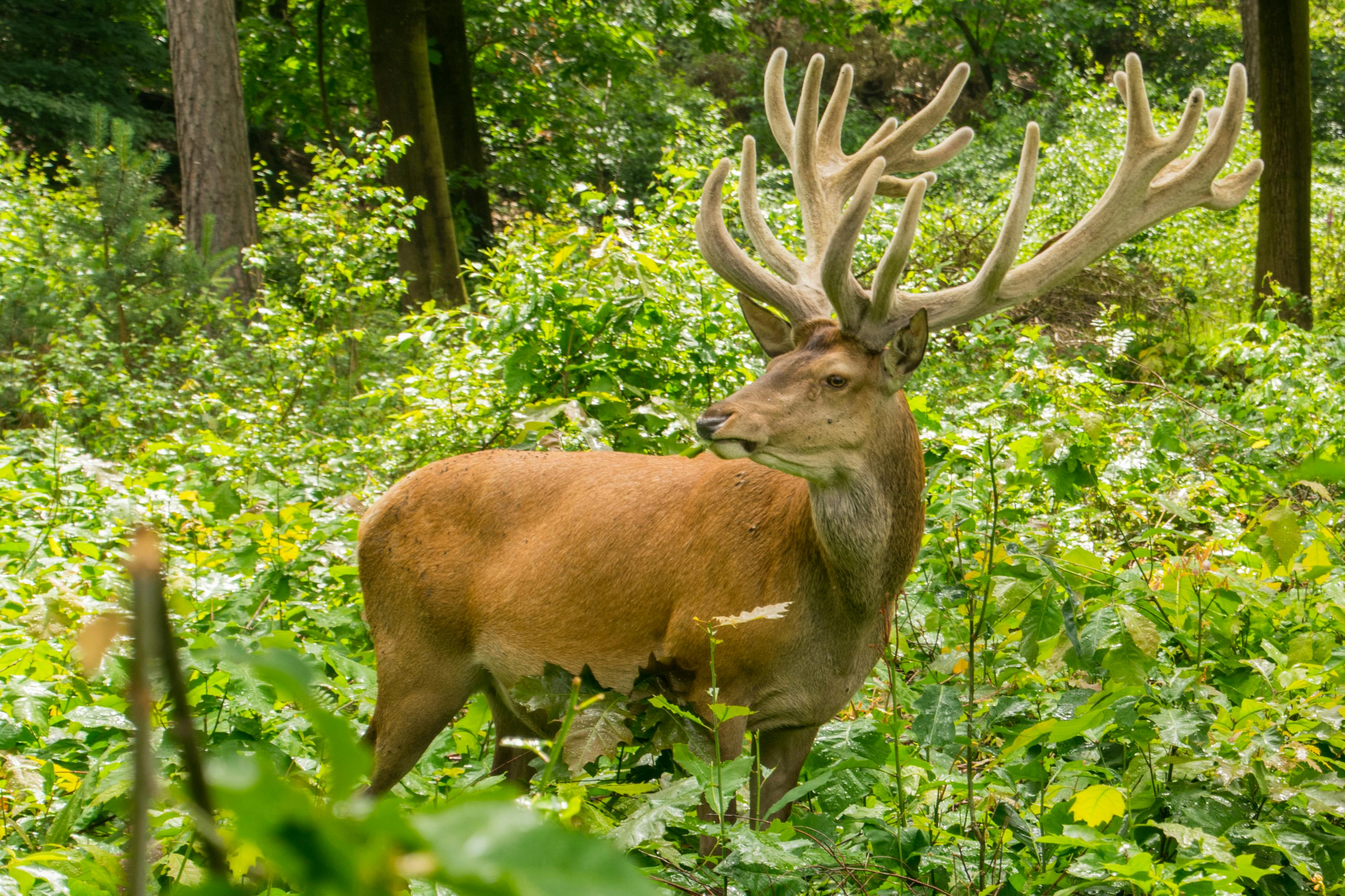 Cámara de Acción 5K