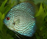 一条充满活力的蓝色铁饼鱼在水下游动，特写展示其复杂的图案