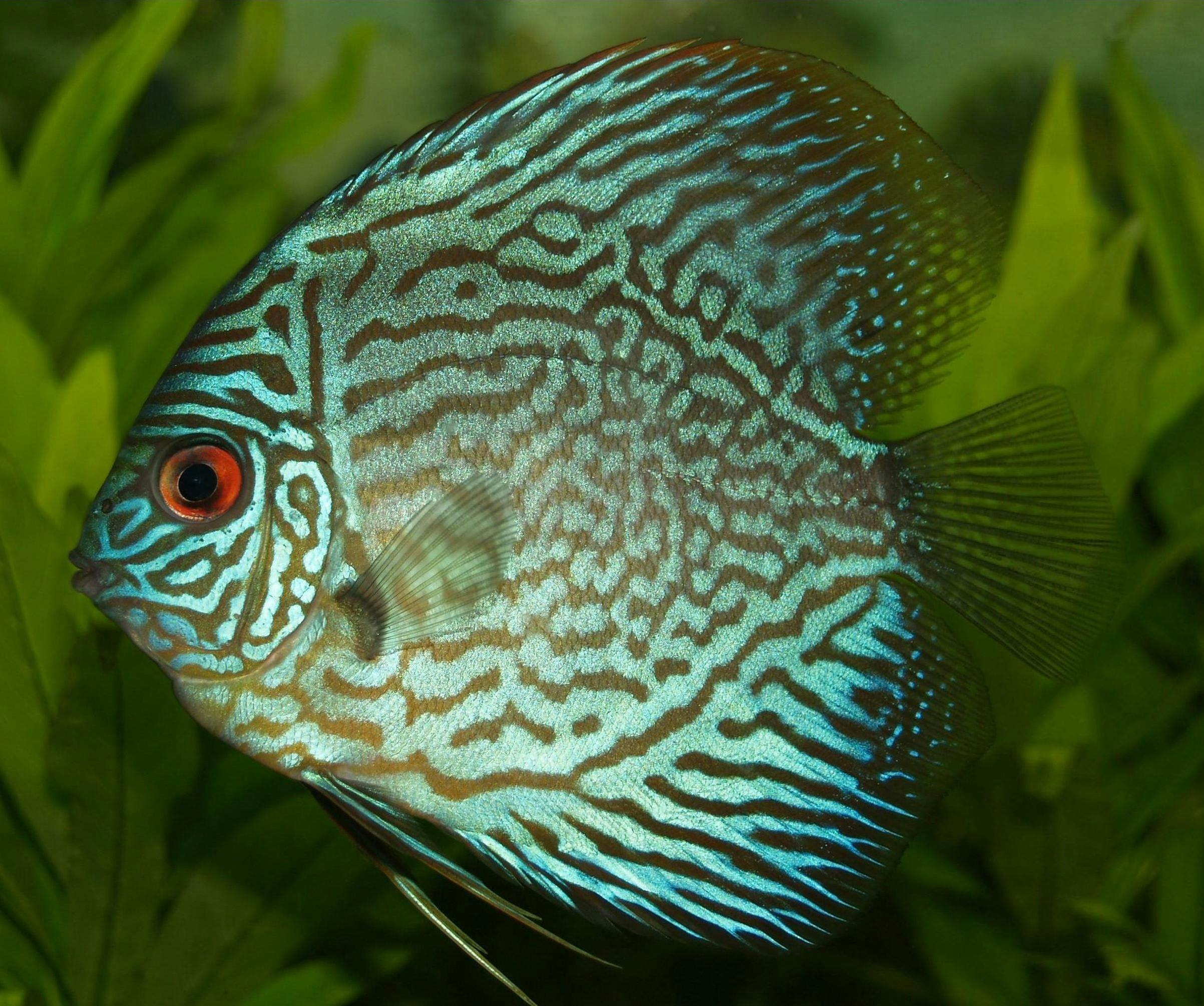 black discus fish