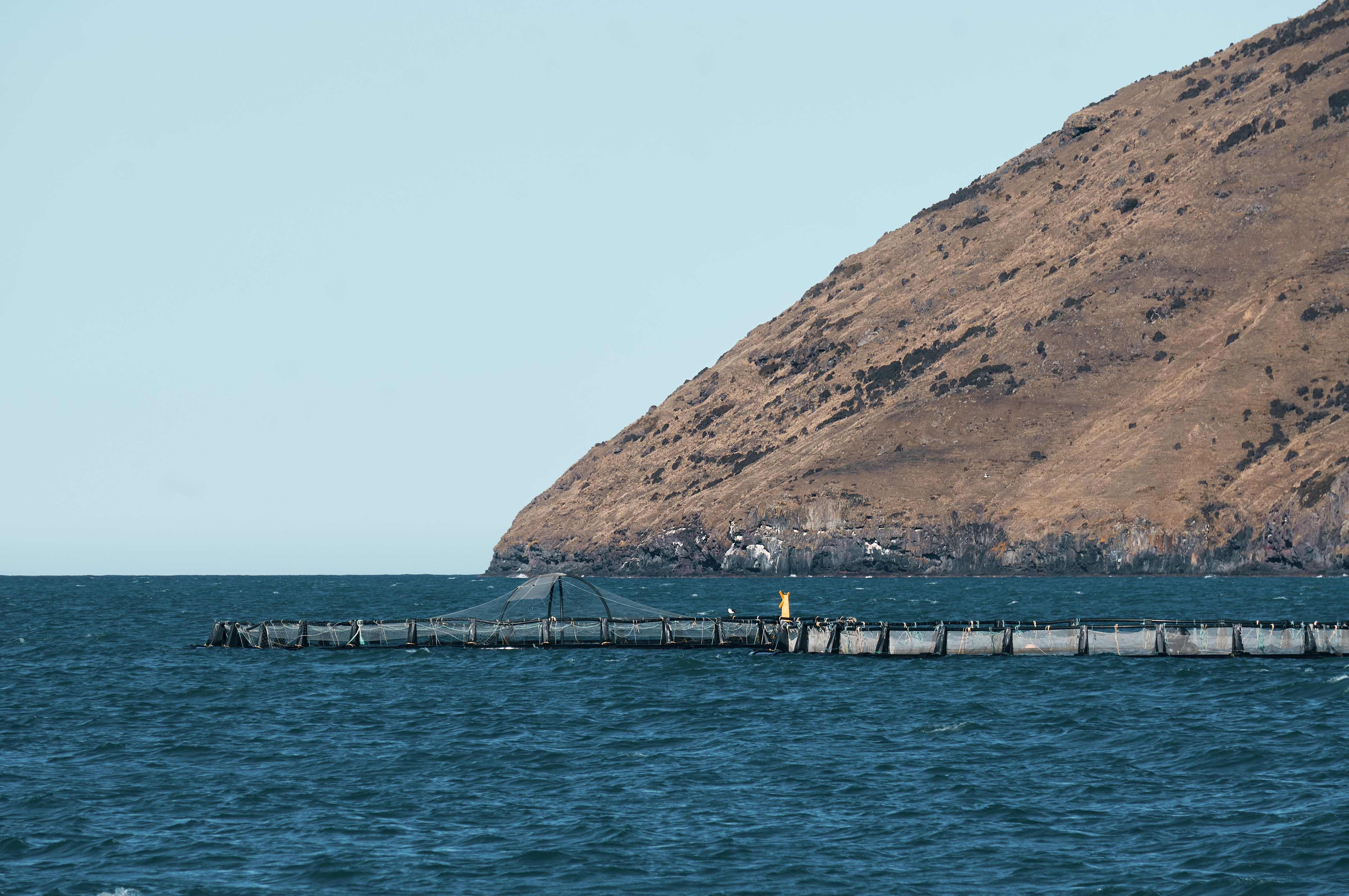 Piscifactoría flotante en el mar junto a una costa montañosa