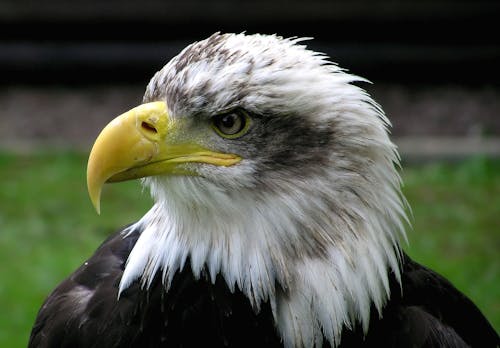 White and Black Eagle