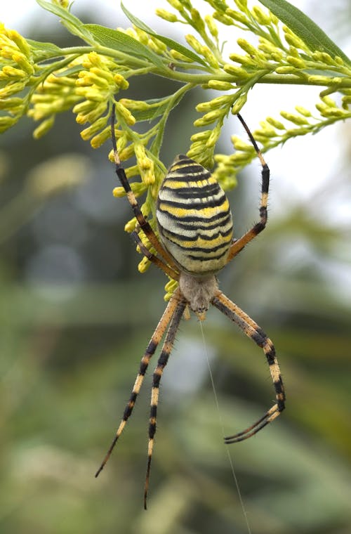 Aranha Amarela Preta E Branca