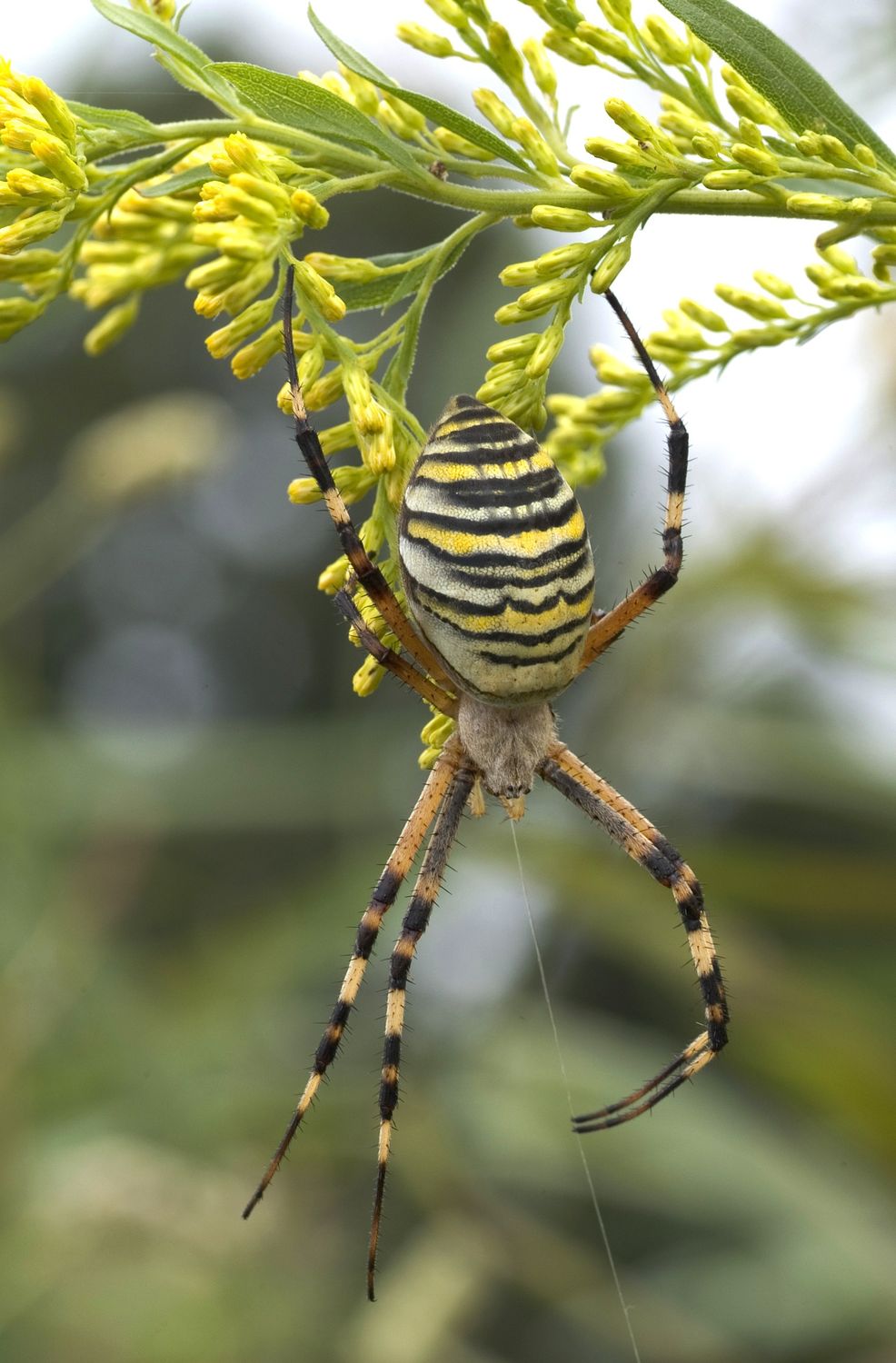 Yellow Black and White Spider · Free Stock Photo