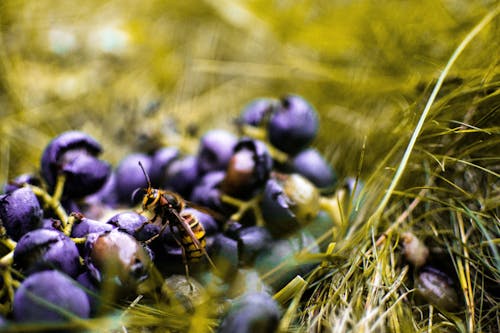 Yellow Wasp On Blueberry 