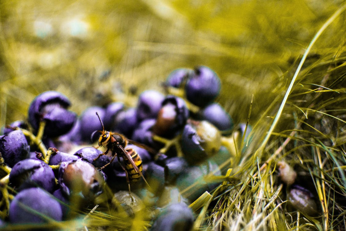 Free Yellow Wasp On Blueberry  Stock Photo