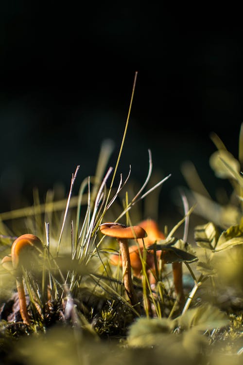 Free stock photo of forest mushroom, grass, mother nature
