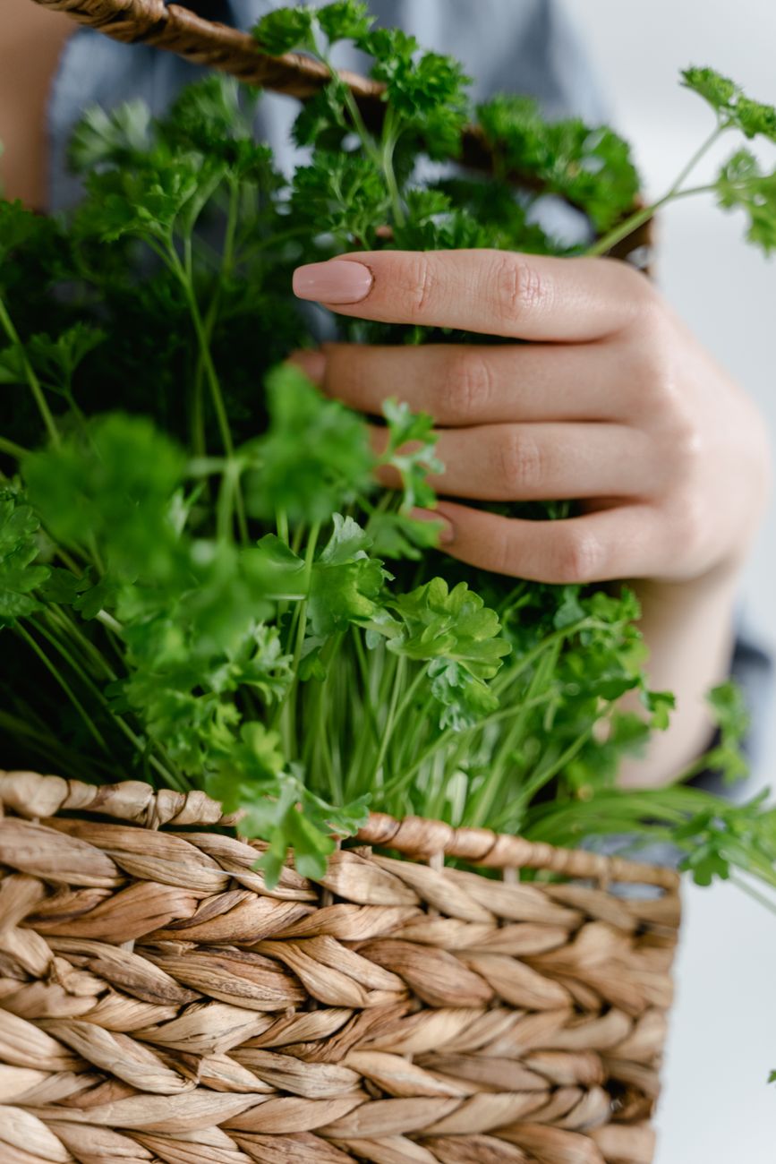 proper parsley harvesting technique