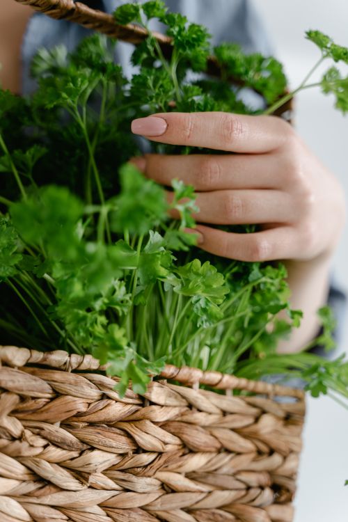 Free Close-up of a hand holding fresh cilantro in a woven basket, showcasing organic greens. Stock Photo