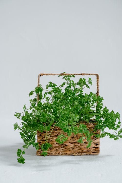 Free Green parsley in a woven basket, displayed on a white background for a natural, organic feel. Stock Photo