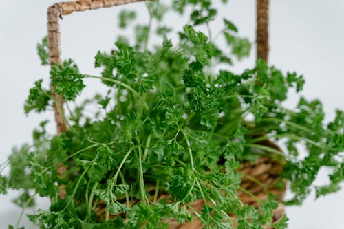 A Basket of Parsley