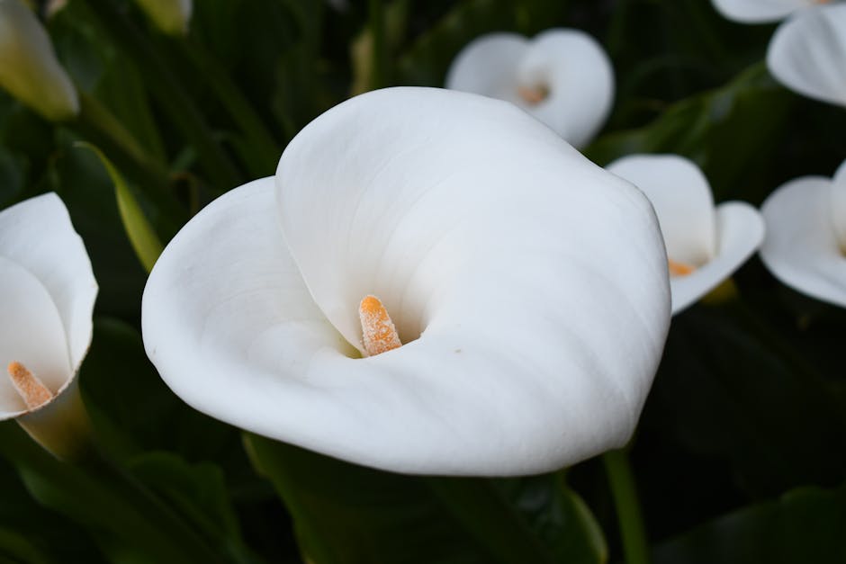 1,000+ Best Calla Lily Photos · 100% Free Download · Pexels Stock Photos