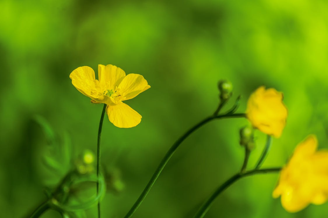 Yellow Buttercup Flower in Bloom