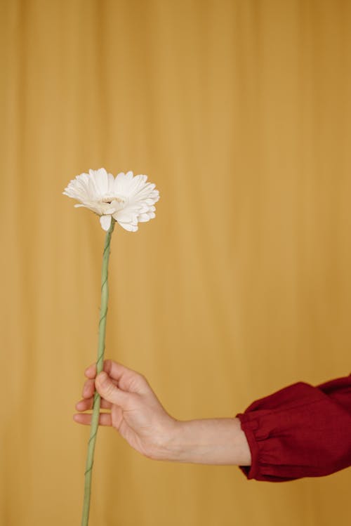 Fotobanka s bezplatnými fotkami na tému flóra, gerbera, kvet