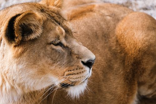 Free Side view of a lioness resting in a natural habitat, showing its serene and majestic presence. Stock Photo