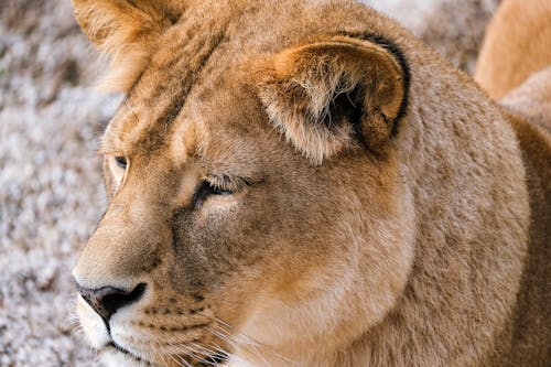 Безкоштовне стокове фото на тему «дика природа, дика тварина, лев» стокове фото