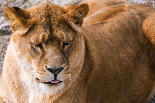 A serene close-up of a lion showcasing its majestic features and natural beauty.