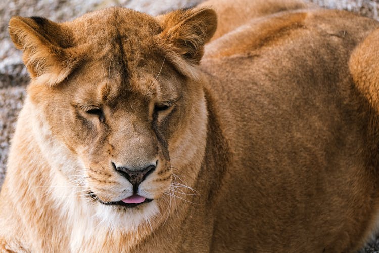 Close-up Of A Lion